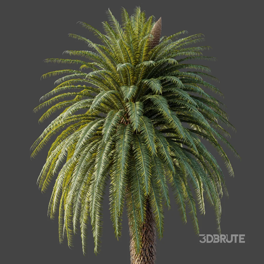 AV Plant Cycas Revoluta Palmfarn Palm Tree 01 Image 6