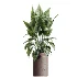 AV Indoor Plants Set 607 Yucca Alocasia Elefantenoh Ficus Marginata Ficus Fig - Thumbnail 2