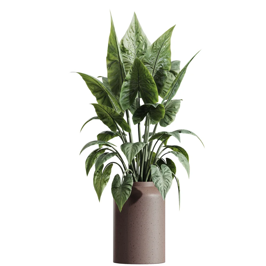 AV Indoor Plants Set 607 Yucca Alocasia Elefantenoh Ficus Marginata Ficus Fig Image 2