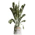 AV Indoor Plants Set 611 Banana Olive Briful Pachira Ficus Binnendijkii - Thumbnail 2