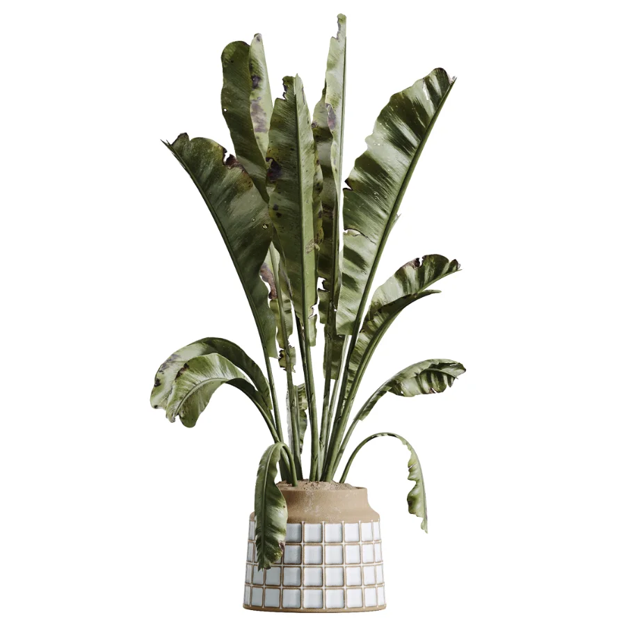 AV Indoor Plants Set 611 Banana Olive Briful Pachira Ficus Binnendijkii Image 2
