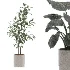 Ficus Benjamina- Monstera Plants-set027 - Thumbnail 4