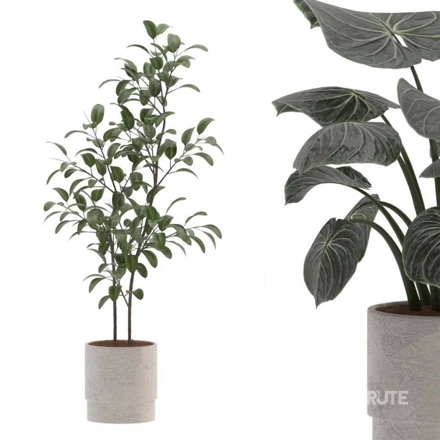 Ficus Benjamina- Monstera Plants-set027 Image 4