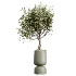 AV Indoor Plants Set 621 Olive Calathea Lutea Lemon Lime Cane African Fig - Thumbnail 2