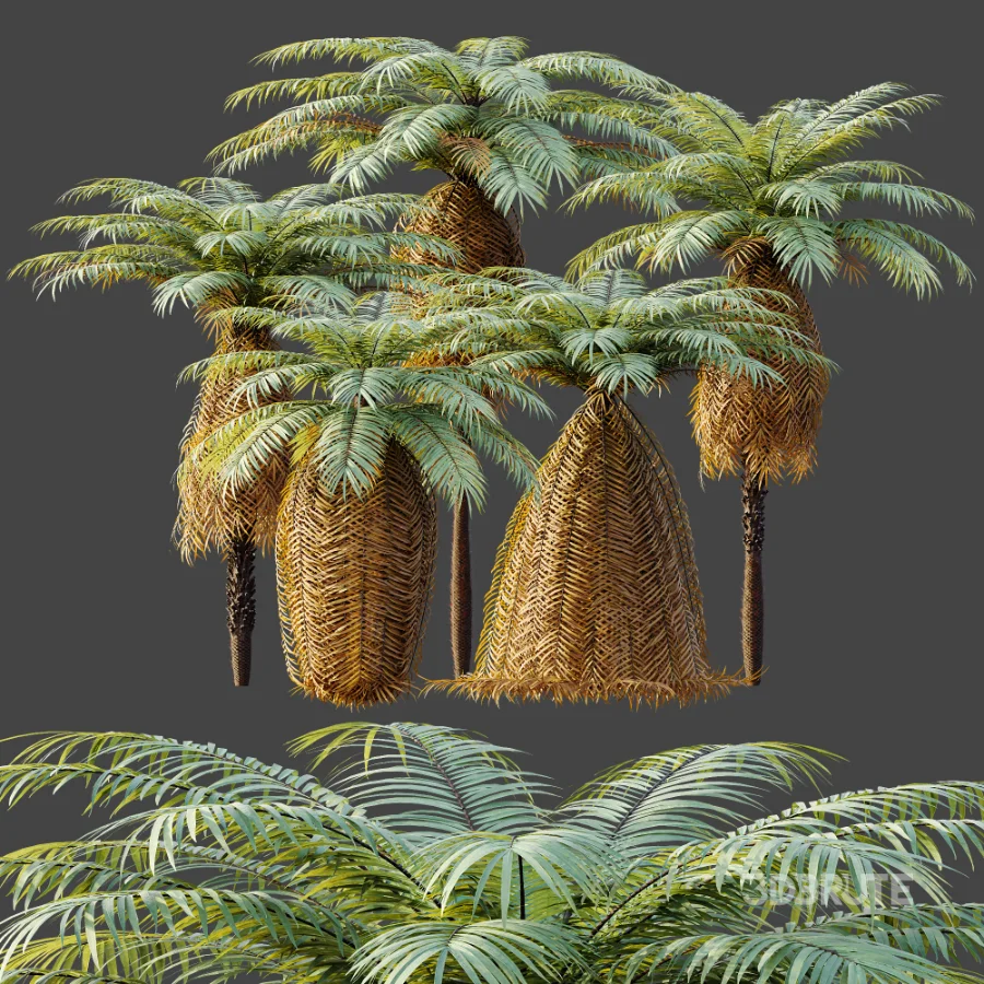 AV Plant Brainea Insignis Fern 6 Palm Tree 01 Image 8