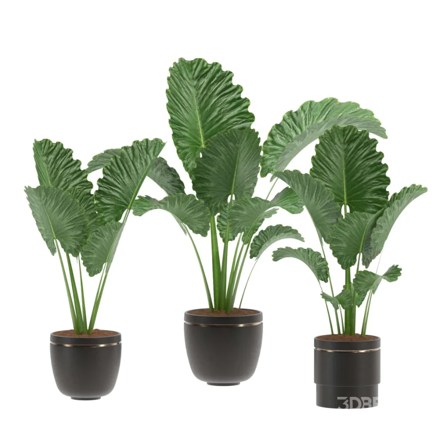 Alocasia Elephant Ear Plant Set Image 1
