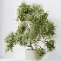 AV Indoor Plants Set 604 Banana Cyara Areca Palm Ficus microcarpa Olive - Thumbnail 1