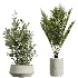 AV Indoor Plants Set 604 Banana Cyara Areca Palm Ficus microcarpa Olive - Thumbnail 7
