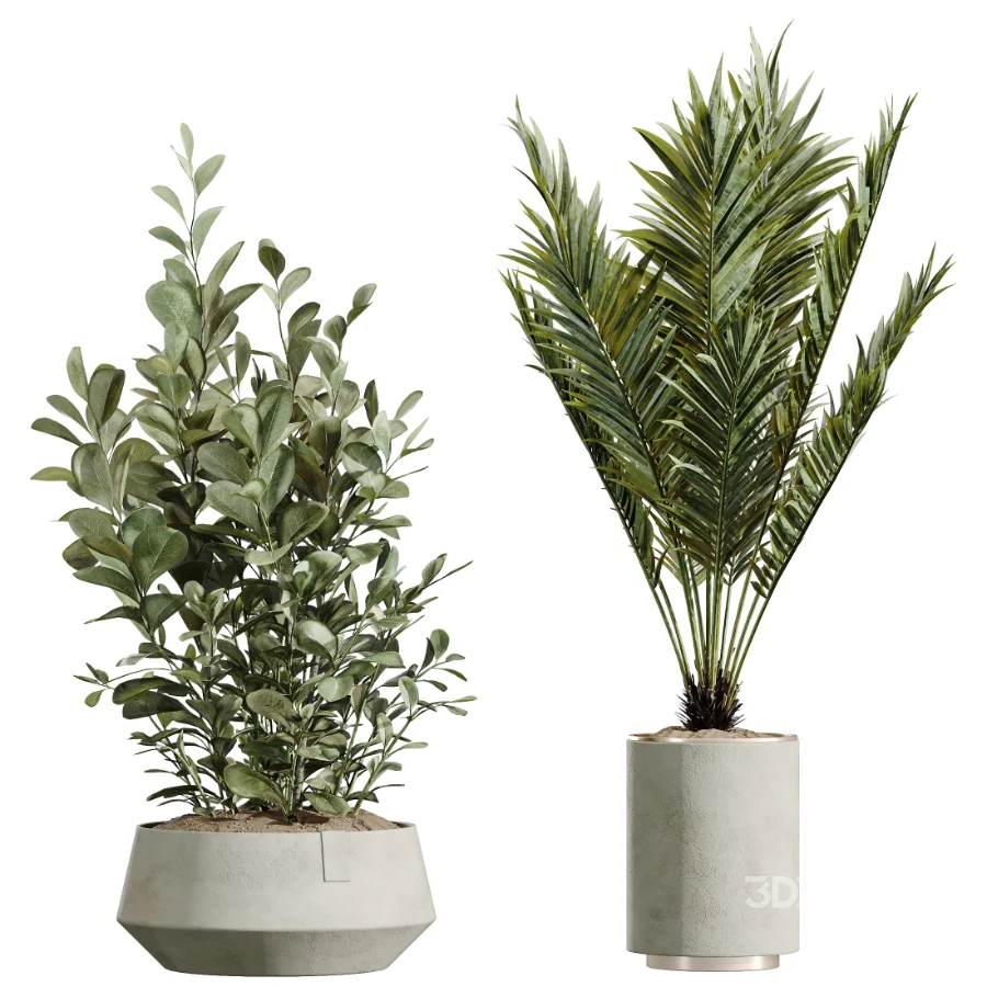 AV Indoor Plants Set 604 Banana Cyara Areca Palm Ficus microcarpa Olive Image 7