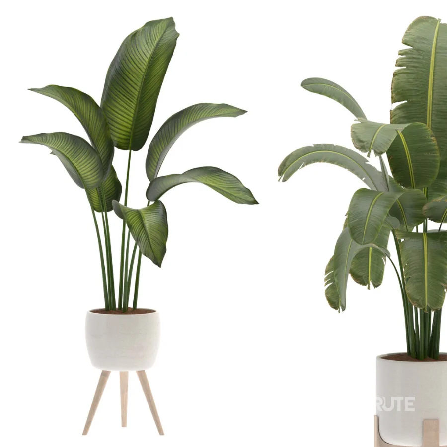 Plant-Collection-Set-Strelitzia-Nicolai-Bird-of-Paradise-Indoor-Plant Image 1