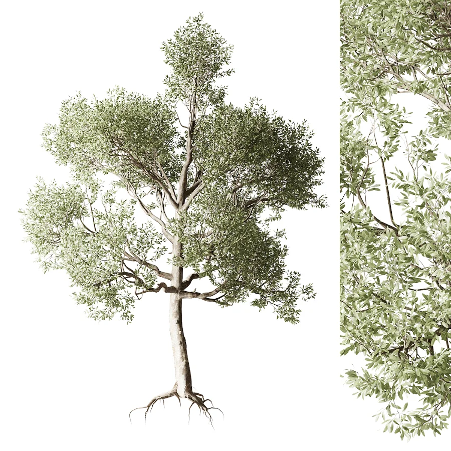 Tree 01 Image 1