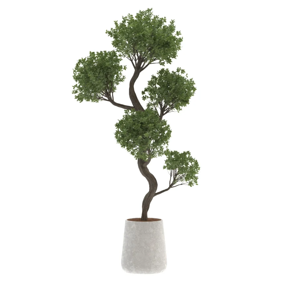 Ornamental Olive Tree-Twisted Trunk Image 2