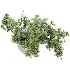 blueberry bouquet in vase - Thumbnail 5