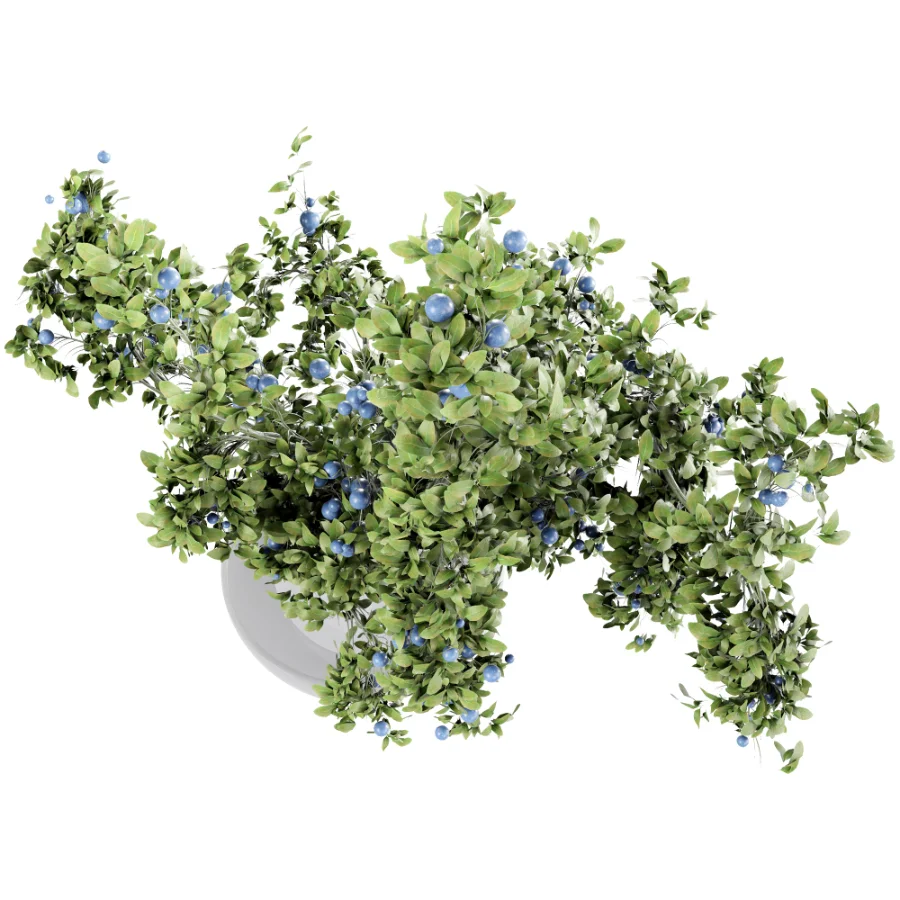 blueberry bouquet in vase Image 5