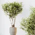 AV Indoor Plants Set 613 Olive Eucalyptus and Chemlali Olive and Ravenala Banana and Lemon Lime Cane - Thumbnail 4