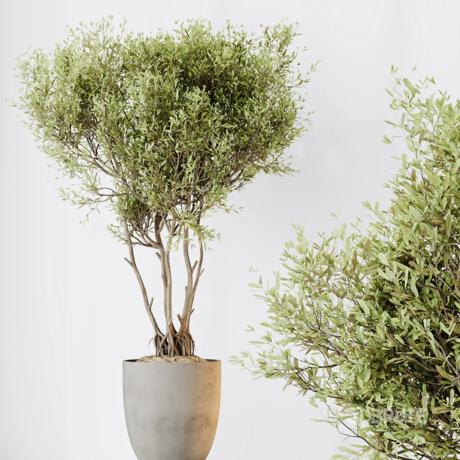 AV Indoor Plants Set 613 Olive Eucalyptus and Chemlali Olive and Ravenala Banana and Lemon Lime Cane Image 4