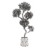 Ornamental Olive Tree-Twisted Trunk - Thumbnail 3