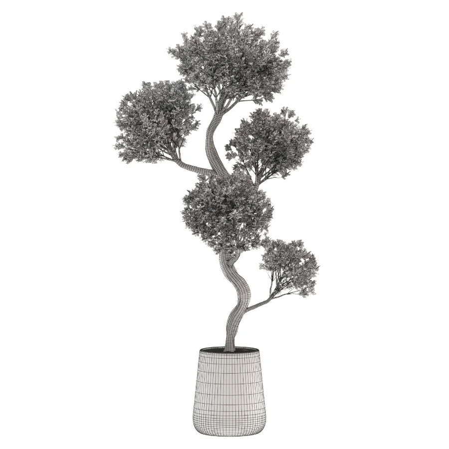Ornamental Olive Tree-Twisted Trunk Image 3