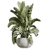 AV Indoor Plants Set 613 Olive Eucalyptus and Chemlali Olive and Ravenala Banana and Lemon Lime Cane - Thumbnail 5