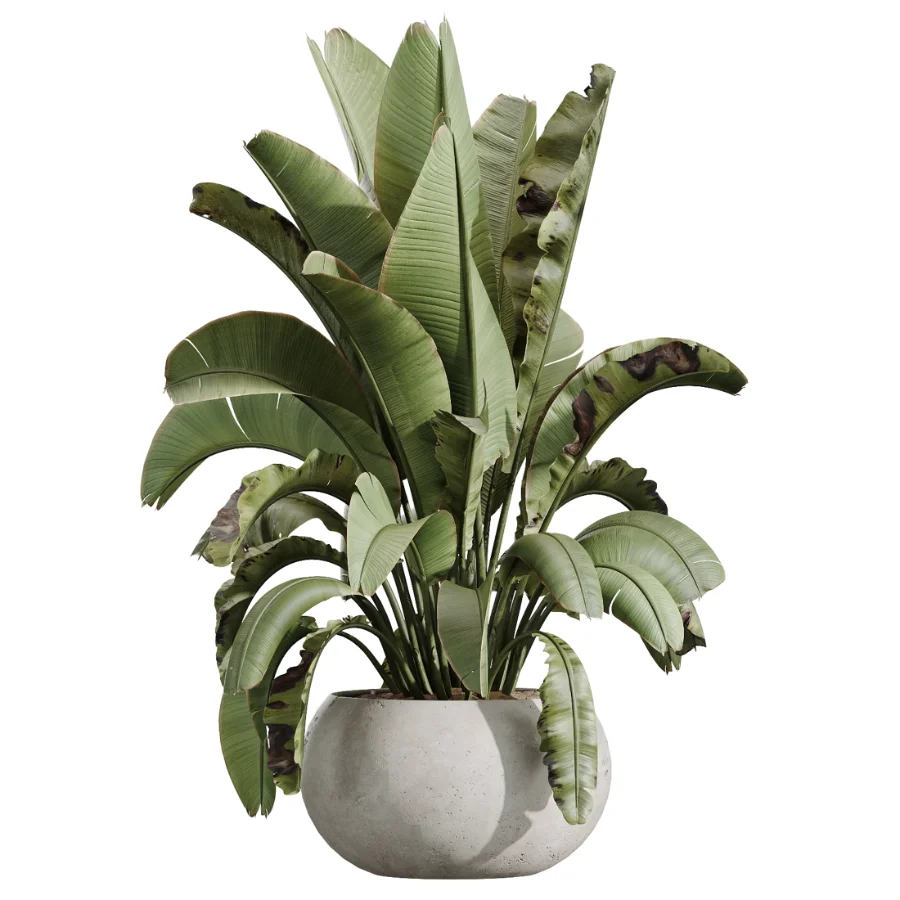AV Indoor Plants Set 613 Olive Eucalyptus and Chemlali Olive and Ravenala Banana and Lemon Lime Cane Image 5
