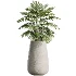 AV Indoor Plants Set 527 Olive Lemon Dragon Ficus Dracaena Marginata - Thumbnail 2
