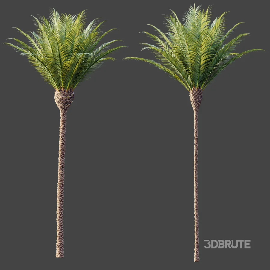 AV Plant Phoenix Canariensis Palm Tree 01 Image 5