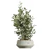 AV Indoor Plants Set 604 Banana Cyara Areca Palm Ficus microcarpa Olive - Thumbnail 3