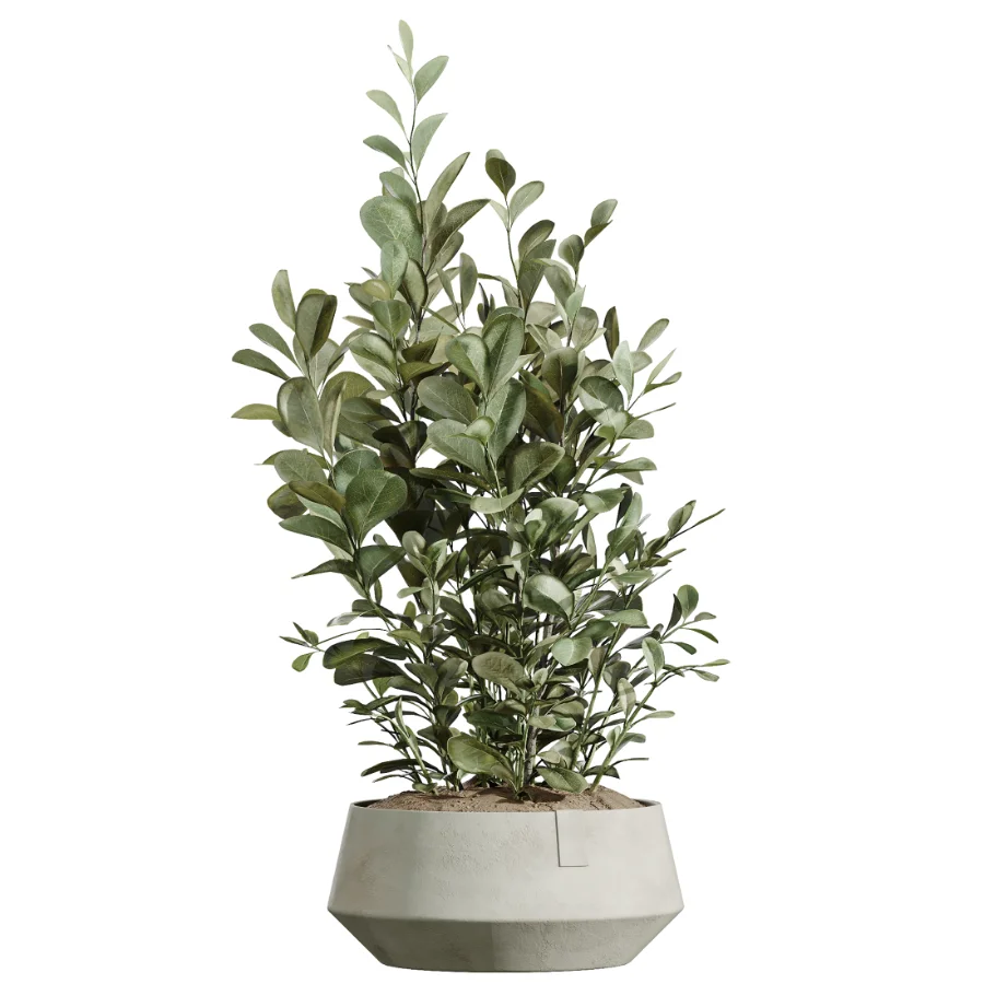 AV Indoor Plants Set 604 Banana Cyara Areca Palm Ficus microcarpa Olive Image 3