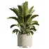 AV Indoor Plants Set 604 Banana Cyara Areca Palm Ficus microcarpa Olive - Thumbnail 4