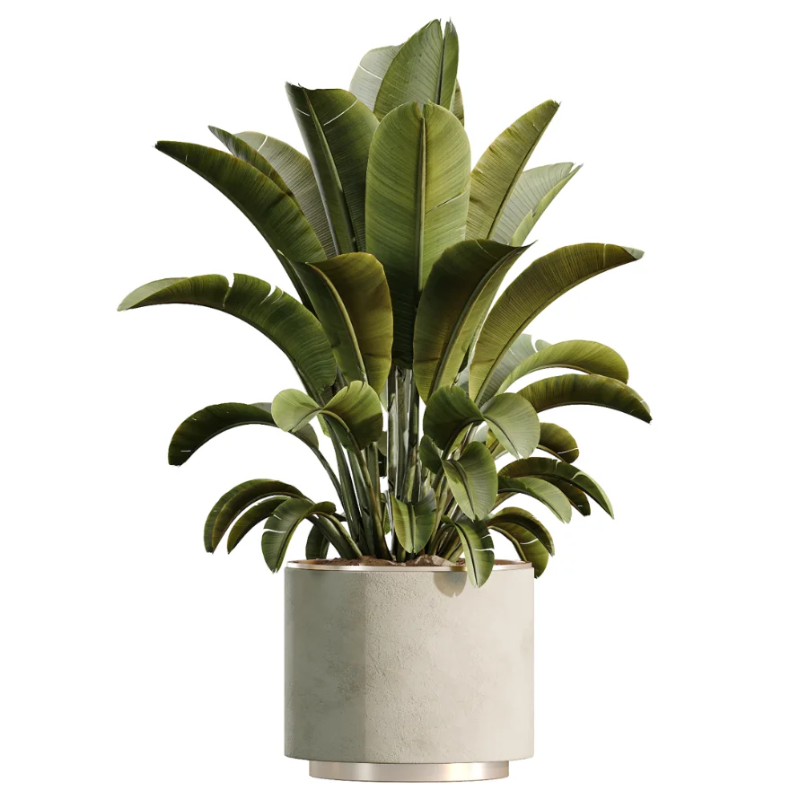 AV Indoor Plants Set 604 Banana Cyara Areca Palm Ficus microcarpa Olive Image 4