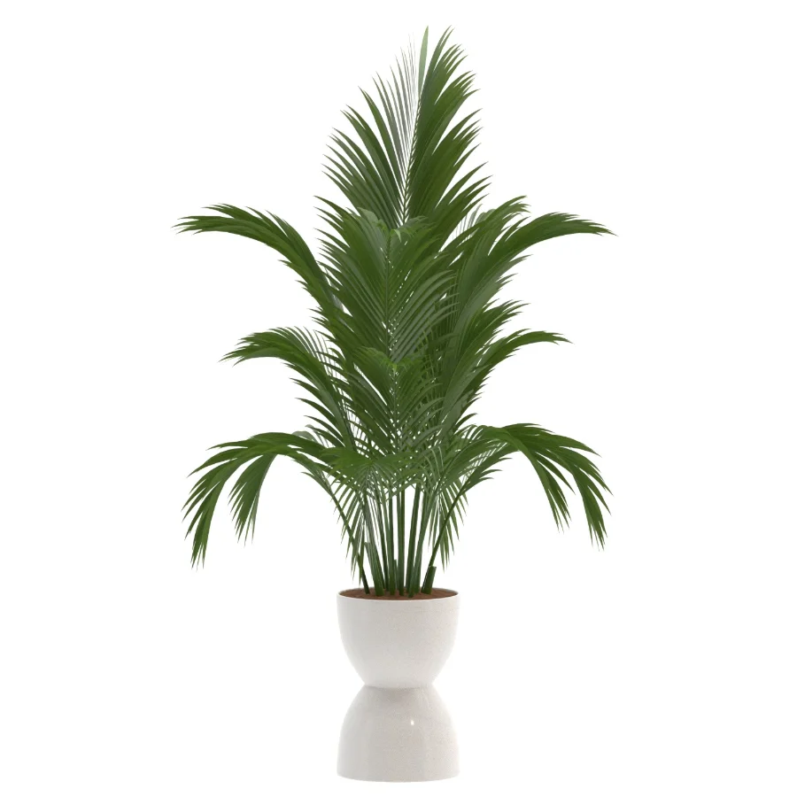 Areca Palm Dypsis Lutescens Indoor Plant Image 1