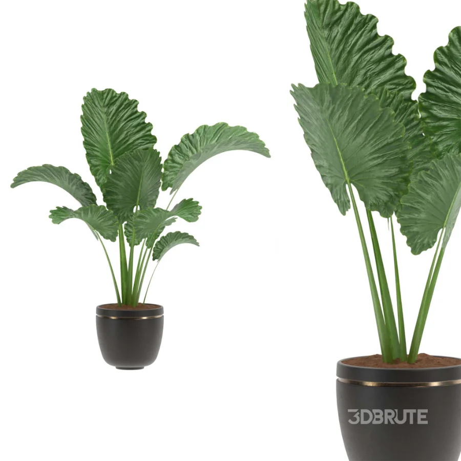 Alocasia Elephant Ear Plant Set Image 2