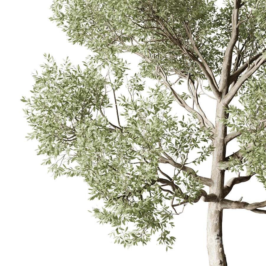 Tree 01 Image 3