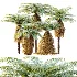 AV Plant Brainea Insignis Fern 6 Palm Tree 01 - Thumbnail 9