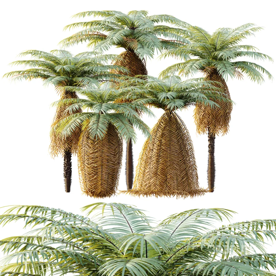AV Plant Brainea Insignis Fern 6 Palm Tree 01 Image 9