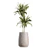 AV Indoor Plants Set 610 Orange Tree Ficus Alnus Glutinosa Lemon Lime - Thumbnail 2