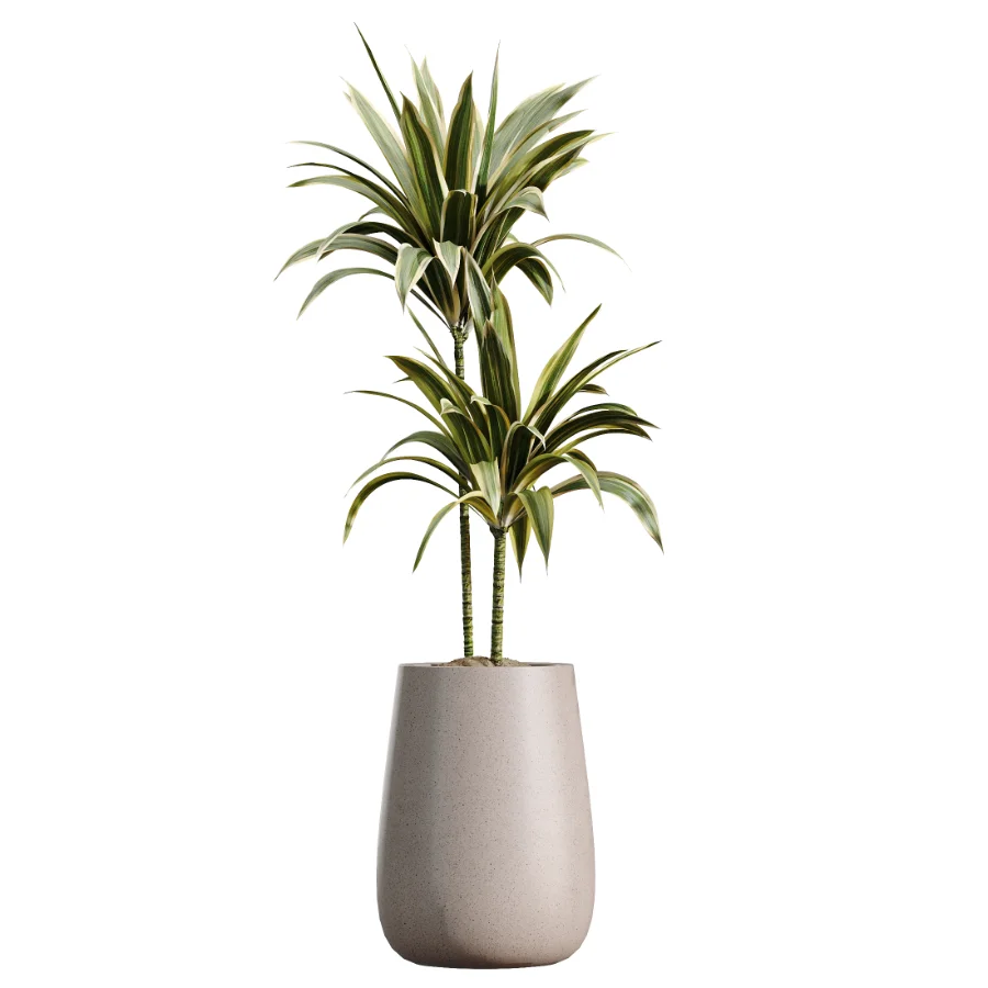 AV Indoor Plants Set 610 Orange Tree Ficus Alnus Glutinosa Lemon Lime Image 2