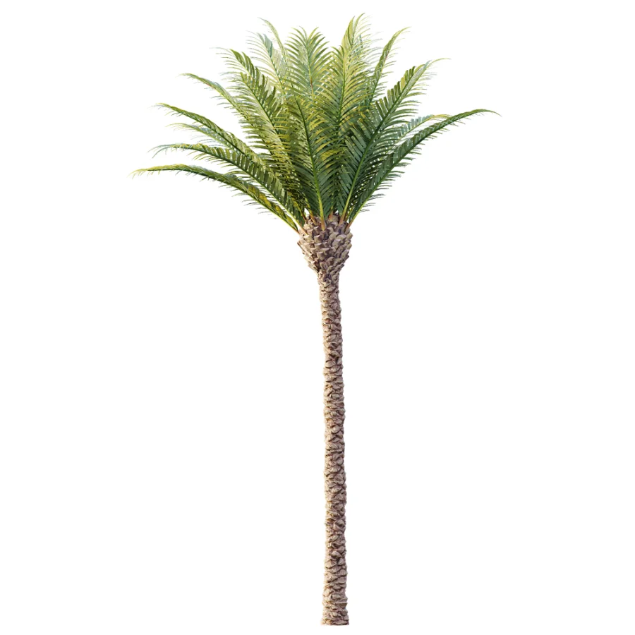 AV Plant Phoenix Canariensis Palm Tree 01 Image 4
