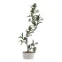 Fiddle Leaf Fig- Ficus Lyrata-set-022 - Thumbnail 2