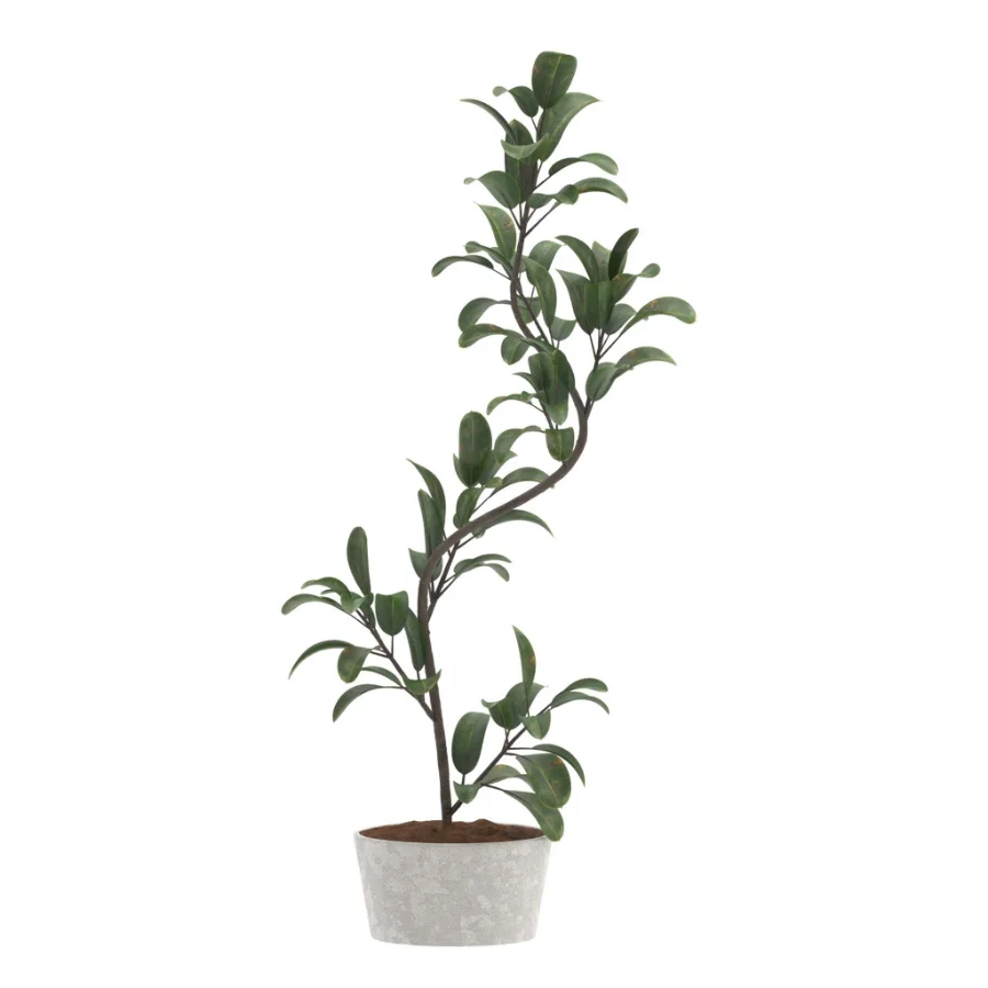 Fiddle Leaf Fig- Ficus Lyrata-set-022 Image 2