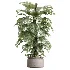 AV Indoor Plants Set 605 Ficus Binnendijkii Ficus Marginata Olive - Thumbnail 1