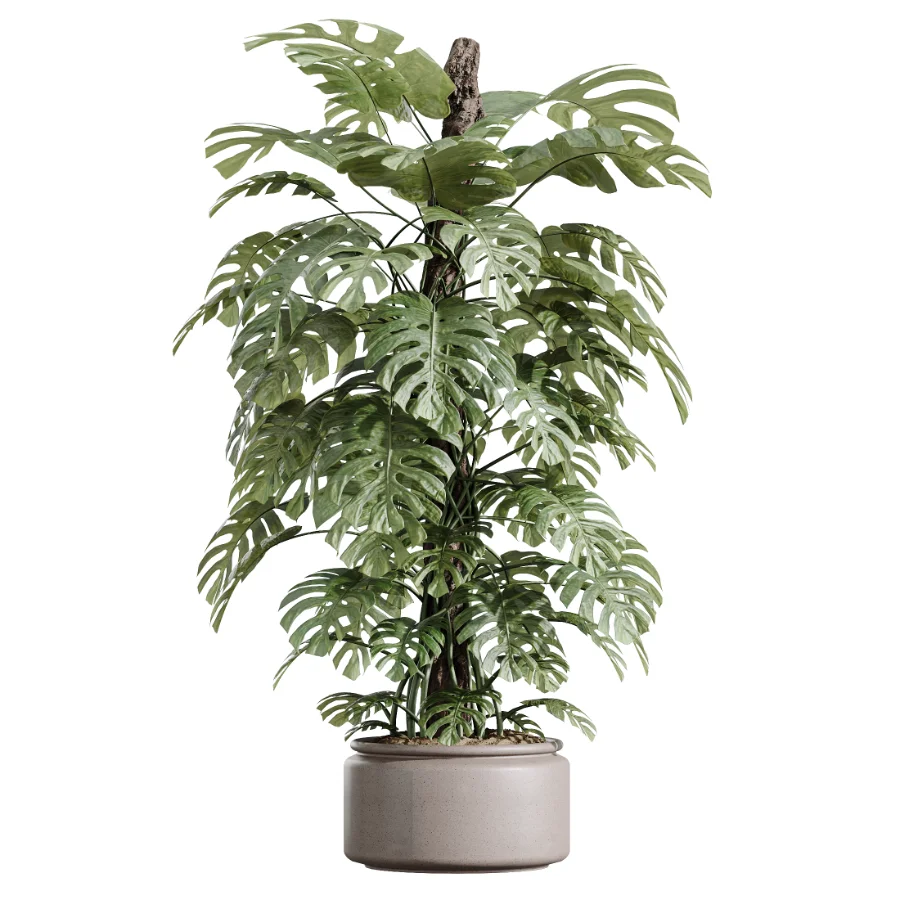 AV Indoor Plants Set 605 Ficus Binnendijkii Ficus Marginata Olive Image 1