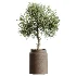 AV Indoor Plants Set 605 Ficus Binnendijkii Ficus Marginata Olive - Thumbnail 5