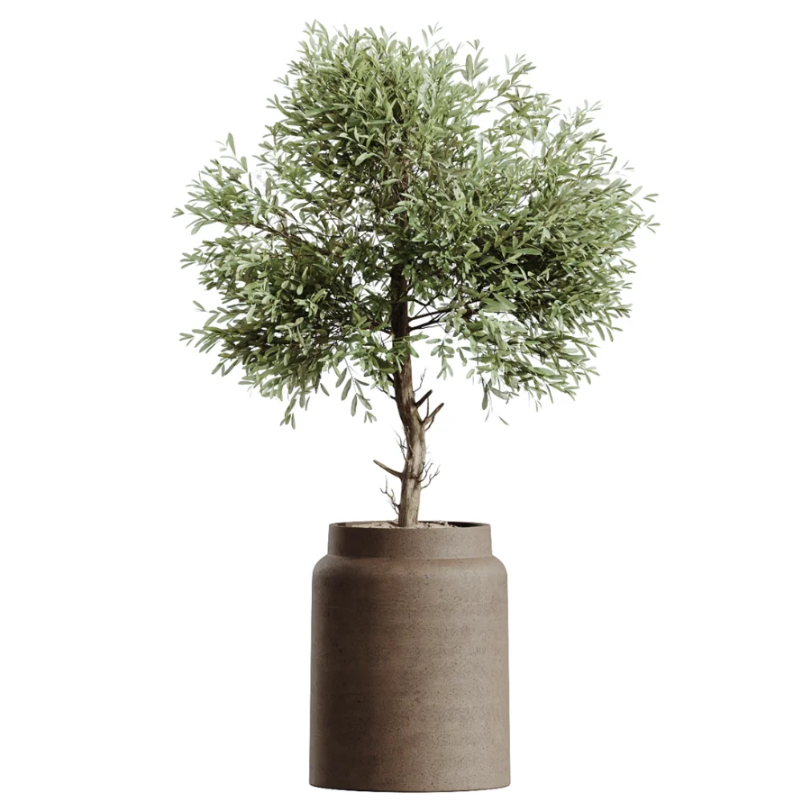 AV Indoor Plants Set 605 Ficus Binnendijkii Ficus Marginata Olive Image 5