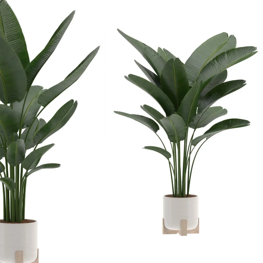 Strelitzia-Nicolai-Bird-Of-Paradise-Indoor-Plant-020 Image 2