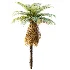 AV Plant Brainea Insignis Fern 6 Palm Tree 01 - Thumbnail 3