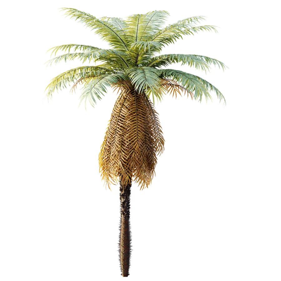 AV Plant Brainea Insignis Fern 6 Palm Tree 01 Image 3