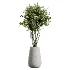 AV Indoor Plants Set 603 Chemlali Olive and Peace Lily and Olive Eucalyptus and Bird Of Paradise - Thumbnail 3