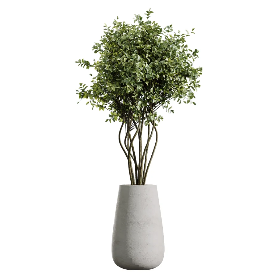 AV Indoor Plants Set 603 Chemlali Olive and Peace Lily and Olive Eucalyptus and Bird Of Paradise Image 3