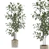 strelitzia-Nicolai-Ficus Benjamina-Plant-set-028 - Thumbnail 4